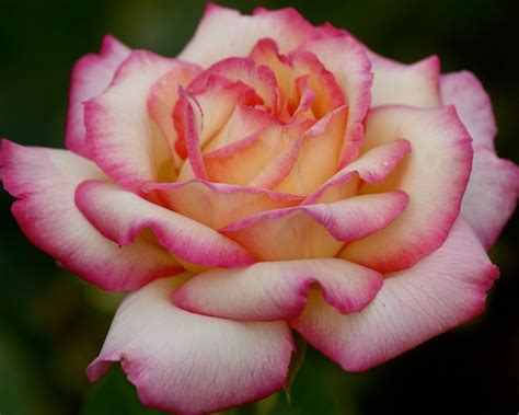 Variegated Rose - Fine Art by Debby - Photography, Flowers, Plants, & Trees, Flowers, Flowers I ...