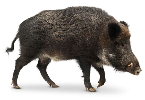 Wild Boar #pighuntingdogswildboar | Wild pig, Wild boar, Pig hunting dogs