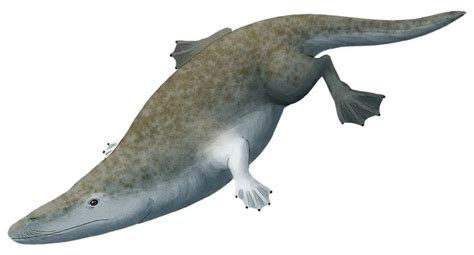 Whalevolution Month #08 – Rodhocetus One of the most well-known protocetids, Rodhocetus was a ...