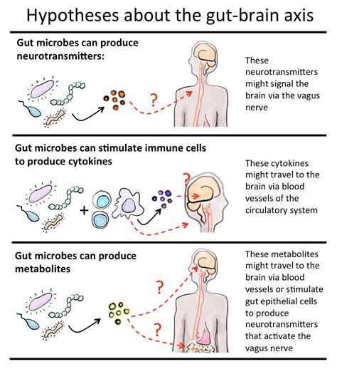 A Second Brain: How microbes in your gut may affect your body and mind ...