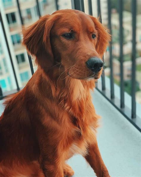 Golden Retriever Colors: The Standard & Rare Golden Coat Colors - K9 Web