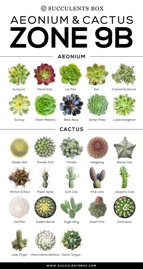 Choosing Succulents for Zone 9 CALIFORNIA, FLORIDA & ARIZONA - Succulents Box