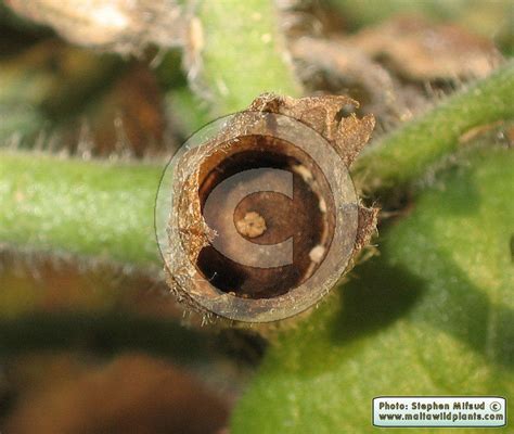 Hyoscyamus albus (White Henbane) : MaltaWildPlants.com - the online ...