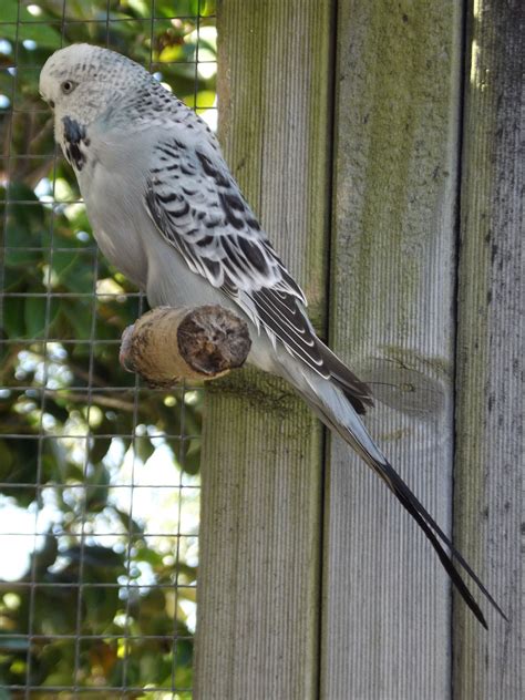 Pin on Pet Budgies