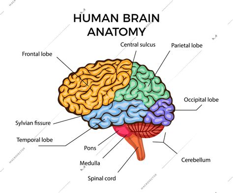 Human brain anatomy infographics diagram with sections and text description flat vector ...