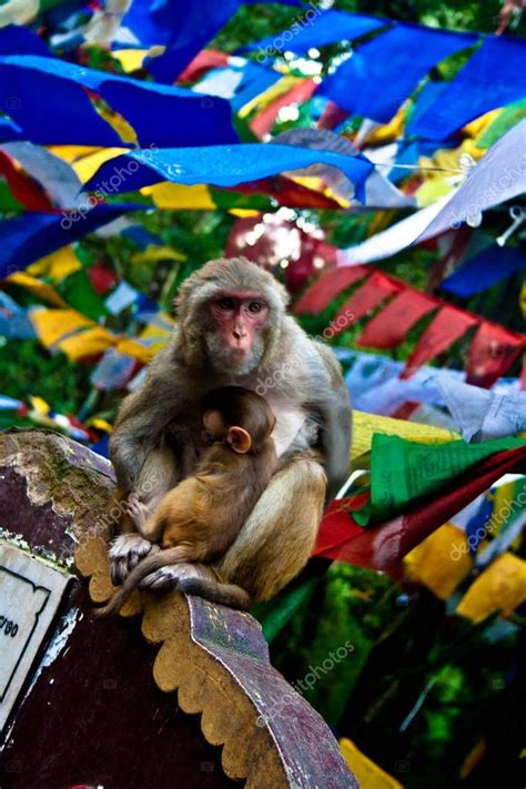 a monkey sitting on top of a wooden structure with many flags flying in the background