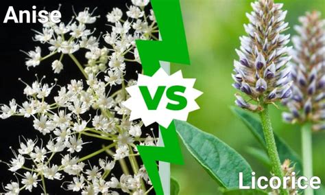 Anise vs. Licorice: What Are The Differences? - A-Z Animals