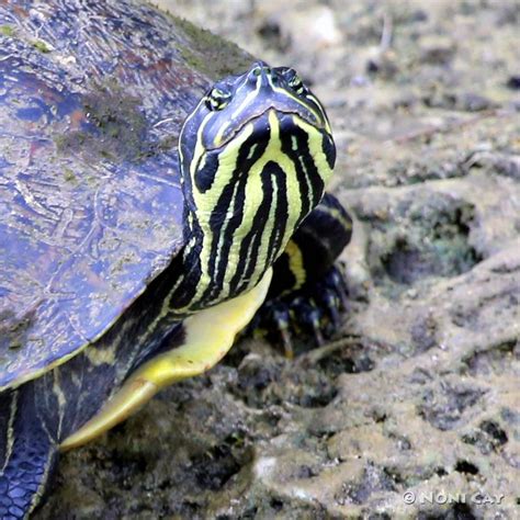 Yellow-bellied Slider | Noni Cay Photography