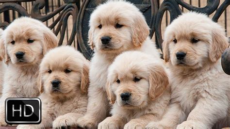 HD Cute Puppies Backgrounds | 2021 Cute Wallpapers