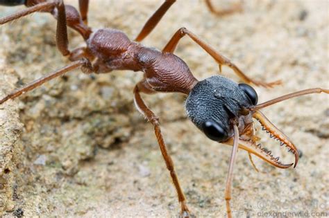 Australian fauna, Ants, Insects