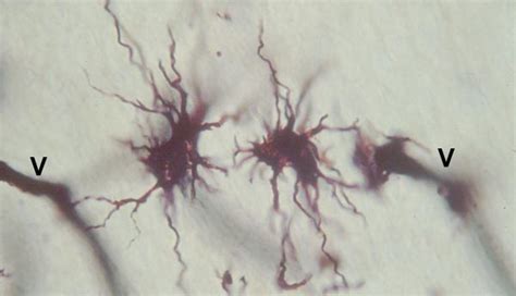 Lab 1 Neurohistology - Neuroglia