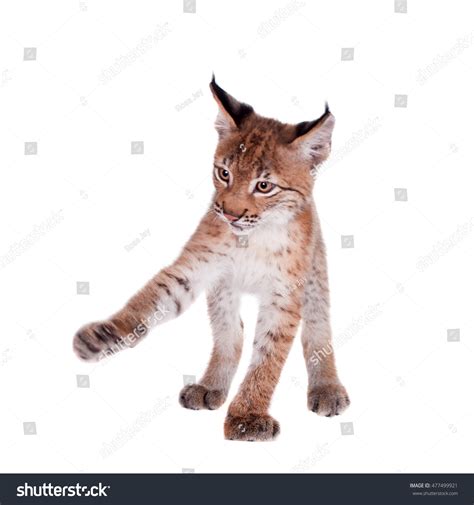 Eurasian Lynx Cub On White Stock Photo (Edit Now) 477499921