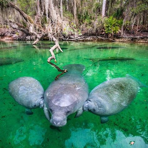 National Geographic on Instagram: “A Manatee nurses her twin calves in Blue Spring State Park ...