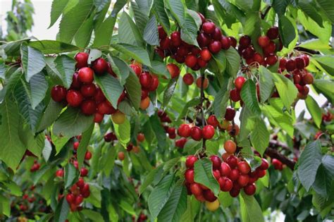 Wild Cherry Tree Identification » Top Tips