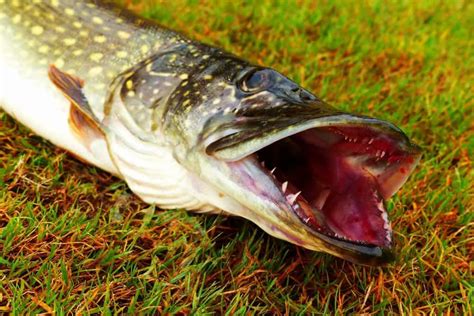 Muskie vs Northern Pike: How These Apex Predators Compare