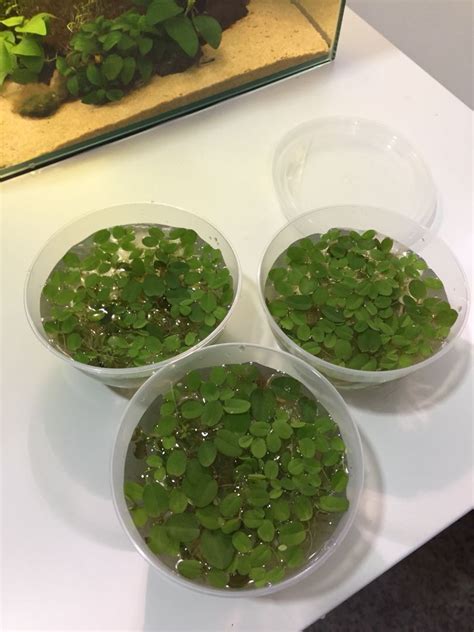 Floating plants for aquarium (Salvinia natans), Furniture & Home Living, Gardening, Plants ...