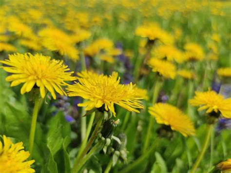 Growing Dandelion Greens: Tips For How To Grow Dandelions