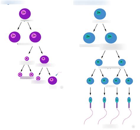 Oogenesis and spermatogenesis diagrams Diagram | Quizlet