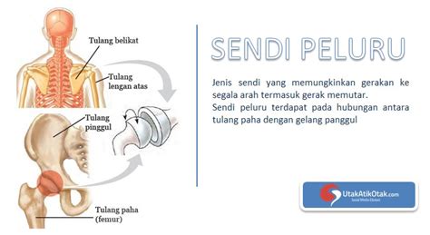 Sendi peluru terdapat pada hubungan antara tulang - UtakAtikOtak.com