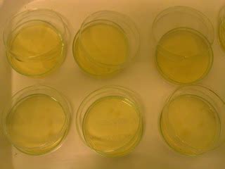 world of science: Nutrient Agar Preparation