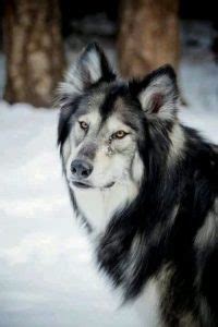 60 Inuit Dog Names - The Paws