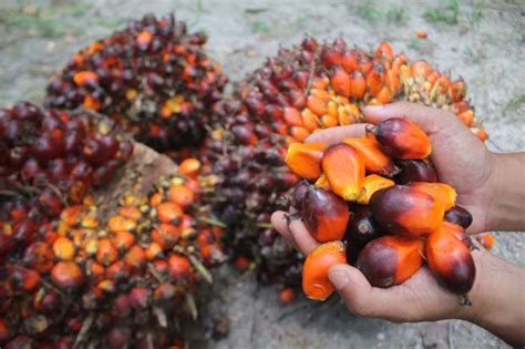 Malaysian palm oil price up for 4th session as soyoil gains, ringgit weakens | The Star