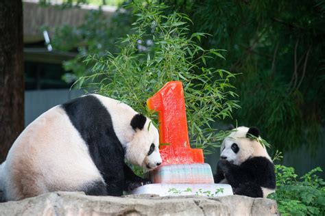 50 years of ‘adorable antics’: National Zoo celebrates giant pandas ...