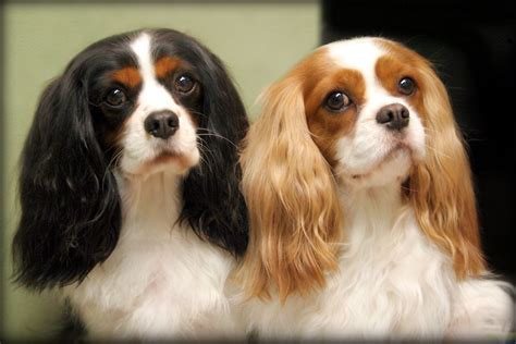 Cavalier King Charles Spaniel Information - Dog Breeds at thepetowners