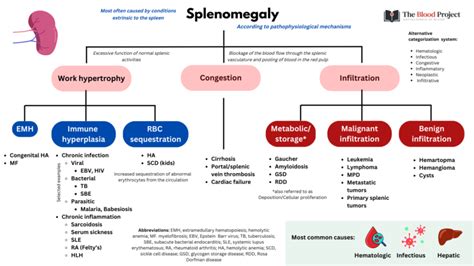 Approach to Splenomegaly • The Blood Project