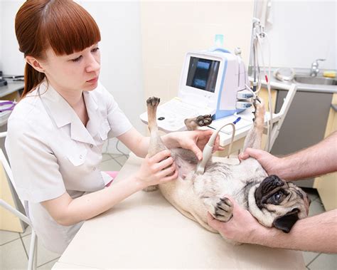 Specialized Services & Referrals - Happy Tails Animal Hospital