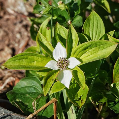 Cornus unalaschkensis (Western Bunchberry) – 10,000 Things of the Pacific Northwest