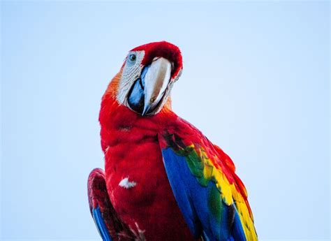 Scarlet Macaw (Personality, Diet, Caring, Breeding, and Health) - imparrot