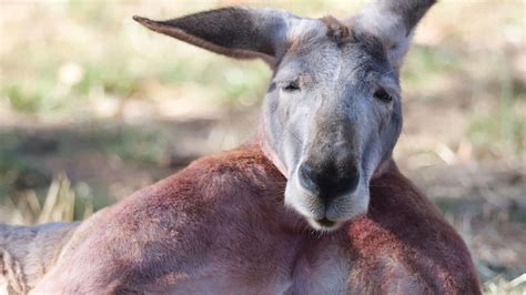 Buff kangaroo from South Australia stuns the internet with massive biceps | news.com.au ...