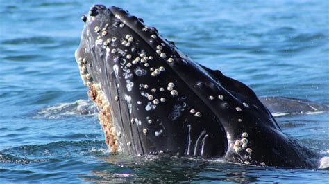 Why do barnacles attach to humpback whales? [2022] 🐬 | Animalia-life.club