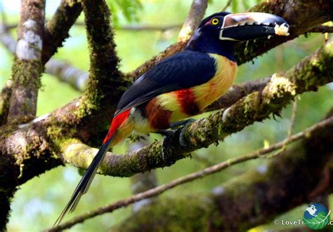 Tenorio Volcano near the famous Rio Celeste, Costa Rica