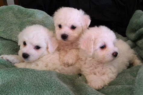 Bichon Frise Puppies - (509) 768-7854 - Bichon Frise Puppies for Sale in Spokane, WA | AKC ...