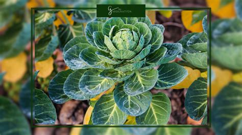 Brussels Sprout Plant Stages - The Gardenation