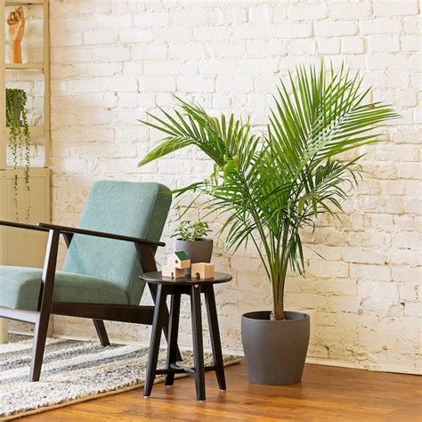 Living Plants - Indoor Live Plants for Home - IKEA