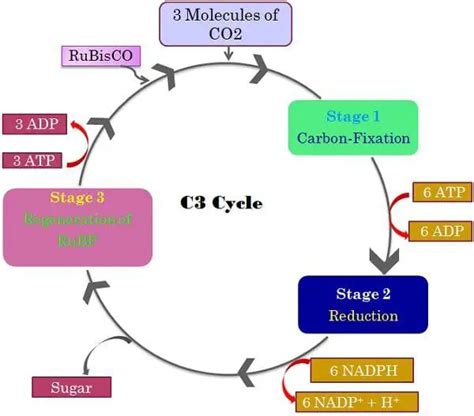 Difference Between C3, C4 and CAM pathway (with Comparison Chart) - Bio ...