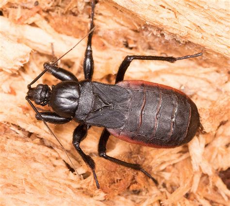 Maryland Biodiversity Project - Black Corsair (Melanolestes picipes)