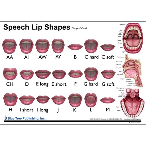 Lip Shape Chart