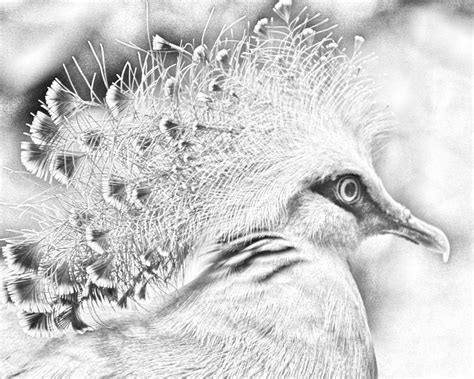 Wildlife Charcoal Bird 3 CD1c Digital Art by Art Kreations - Fine Art America