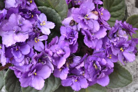 Violetas African Violet, Flowers, Plants, Brazil, World, Exotic Beauties, Violets, Colors, Plant