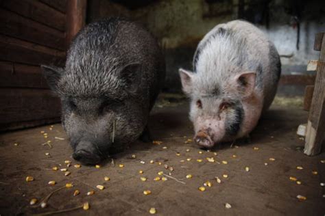 Royalty Free Pot Bellied Pig Pictures, Images and Stock Photos - iStock