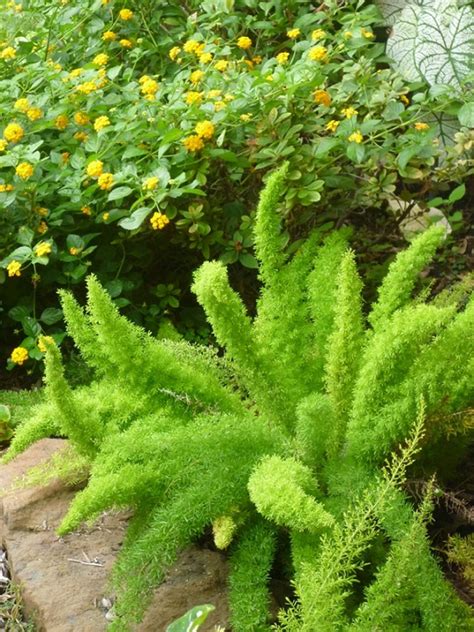 Foxtail Fern: The Pros and Cons of Planting This Variety of Fern - Dengarden