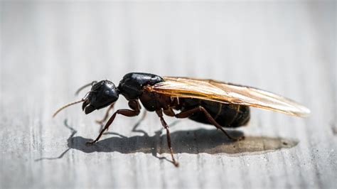 What Causes Flying Ants In Your House And How Do You Get Rid Of Them