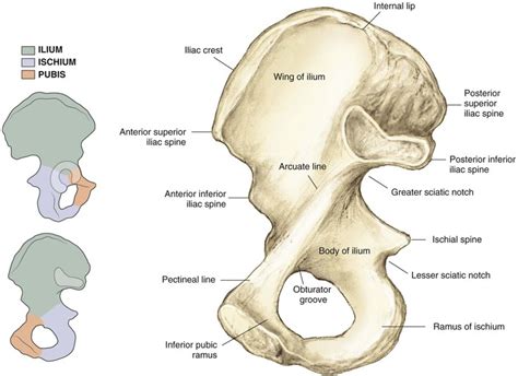 Solved] [The Rounded, Anterior Termination Of The Crest Is, 47% OFF