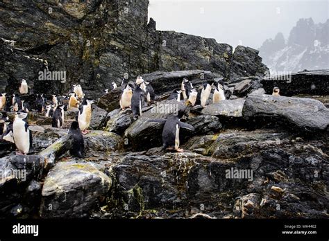 Penguins on the Elephant Island Stock Photo - Alamy