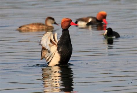 Birds of Wetlands - Nature-Treks.com :: Pure Nature in Adventures