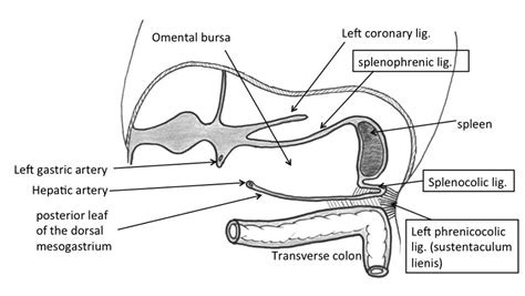 Frontal section showing the formation of splenocolic ligament and ...